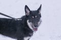 shepherd dog puppy close up photo on leash Royalty Free Stock Photo