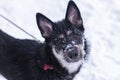 shepherd dog puppy close up photo on leash Royalty Free Stock Photo