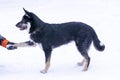 shepherd dog puppy walking on snowy background Royalty Free Stock Photo