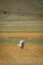 Shepherd Dog running in the valley of Castelluccio, Umbria Italy Royalty Free Stock Photo