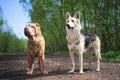 Shepherd dog and Shar Pei standing on dirt road in forest