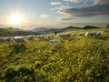 Shepherd with dog and sheep that graze in flowered Royalty Free Stock Photo