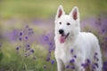 Shepherd Dog on spring medow Royalty Free Stock Photo