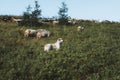 A shepherd dog stands on a mountain in the Carpathians. Carpathian mountain sheep keeper Royalty Free Stock Photo