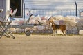 Shepherd Dog tied to trailer. general plan. color nature