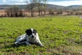 Shepherd dog tired resting on grass lying on rural farm ground autumn scene village Royalty Free Stock Photo
