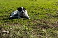 Shepherd dog tired resting on grass lying on rural farm ground autumn scene village Royalty Free Stock Photo