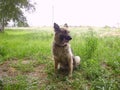 Shepherd dog at the training ground.