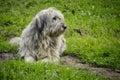 Shepherd dog Royalty Free Stock Photo