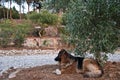 The shepherd dog is watching under the olive tree Royalty Free Stock Photo