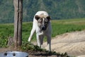 Shepherd dogs guarding a sheep flock near Ilisu, a Greater Caucasus village in north-western Azerbaijan Royalty Free Stock Photo