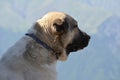 Shepherd dogs guarding a sheep flock near Ilisu, a Greater Caucasus village in north-western Azerbaijan Royalty Free Stock Photo