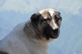 Shepherd dogs guarding a sheep flock near Ilisu, a Greater Caucasus village in north-western Azerbaijan Royalty Free Stock Photo