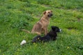 Shepherd dogs laying on green grass