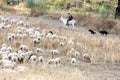 Shepherd on donkey back with dogs in Andalusia