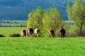 The shepherd drives home a herd cows Royalty Free Stock Photo