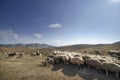 shepherd drives on the mountain route an attara of sheep, the desert mountain area, Azerbaijan Royalty Free Stock Photo