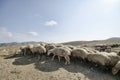 shepherd drives on the mountain route an attara of sheep, the desert mountain area, Azerbaijan Royalty Free Stock Photo