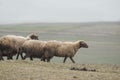 shepherd drives on the mountain route an attara of sheep, the desert mountain area, Gazakh Azerbaijan