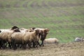 shepherd drives on the mountain route an attara of sheep, the desert mountain area, Gazakh Azerbaijan