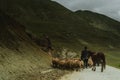 shepherd drives on the mountain route an attara of sheep, the desert mountain area, Gazakh Azerbaijan green field Royalty Free Stock Photo