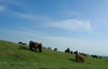 The shepherd is feeding his sheep on the hill Royalty Free Stock Photo