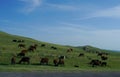 The shepherd is feeding his sheep on the hill Royalty Free Stock Photo