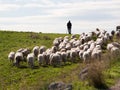 Shepherd and flock Royalty Free Stock Photo