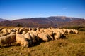 Shepherd flock in the Carpathian Mountains , Romania