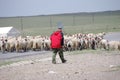 Shepherd With Flock