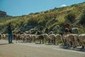 Shepherd with flock of goats grazing beside road