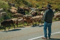 Shepherd with flock of goats grazing beside road