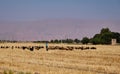 Shepherd among a flock of sheep. Royalty Free Stock Photo