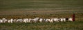 A shepherd with a flock of sheep and goats on a pasture in Mongolia. Traditional dress and lifestyle of Mongolian nomads. Panorama