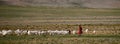 A shepherd with a flock of sheep and goats on a pasture in Mongolia. Traditional dress and lifestyle of Mongolian nomads. Panorama Royalty Free Stock Photo