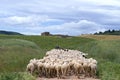 Shepherd with flock of sheep in natural landscape