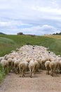 Shepherd with flock of sheep in natural landscape