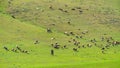 Shepherd and flock of sheep in pasture Royalty Free Stock Photo