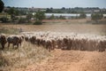 Shepherd and flock of sheep during their outing to graze through the village meadow