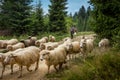 A shepherd with a flock of sheep walking a forest path in Pieniny mountains, Poland.