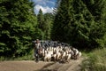 A shepherd with a flock of sheep walking a forest path in Pieniny mountains, Poland.