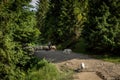 : A shepherd with a flock of sheep walking a forest path in Pieniny mountains, Poland.