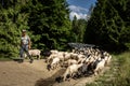 A shepherd with a flock of sheep walking a forest path in Pieniny mountains, Poland.