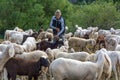 Shepherd and flock of sheeps in nature green meadow