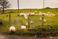 Shepherd gathering a flock of sheeps. Ireland