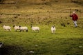 Shepherd gathering a flock of sheeps. Ireland