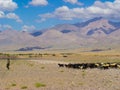 Shepherd with goat herd landscape Afghanistan