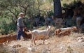 Shepherd with goats in mountains, Andalusia.