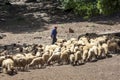 A shepherd grazes his sheep on the mountains near Azrou in Morocco.