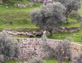 The shepherd grazes a small flock of sheep in Gey Ben Hinnom Park - called in the Holy Books as the Blazing Inferno in Jerusalem